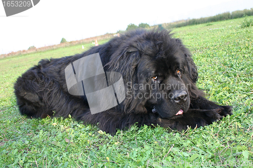 Image of newfoundland dog