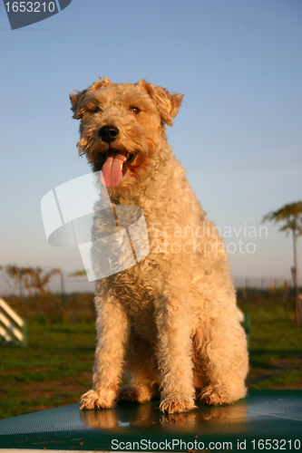 Image of fox terrier