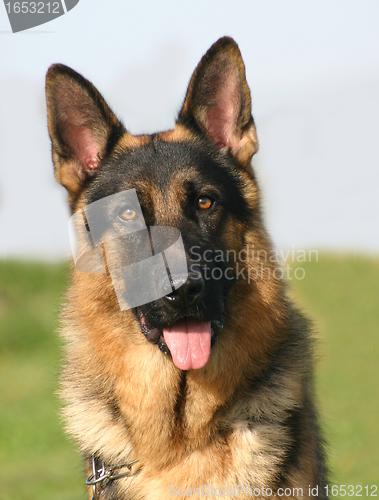 Image of german shepherd