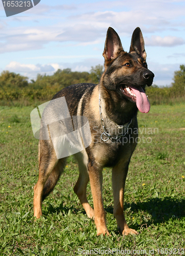 Image of german shepherd