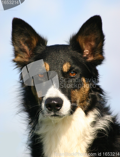 Image of border collie
