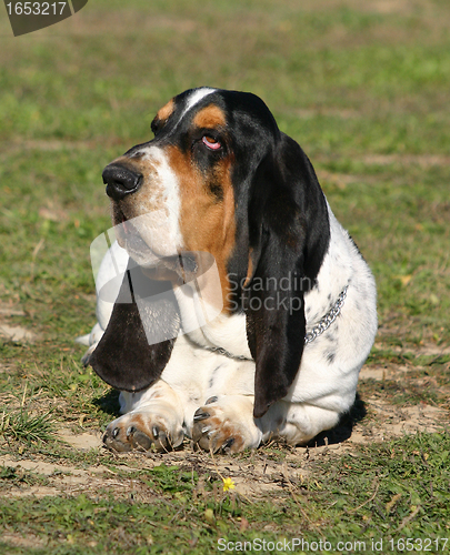 Image of basset hound