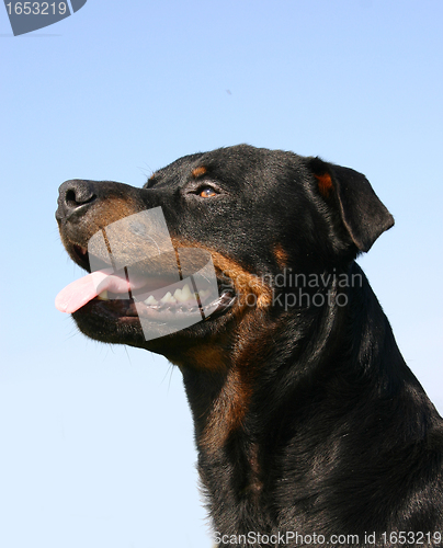 Image of rottweiler