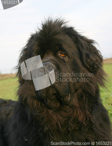 Image of newfoundland dog