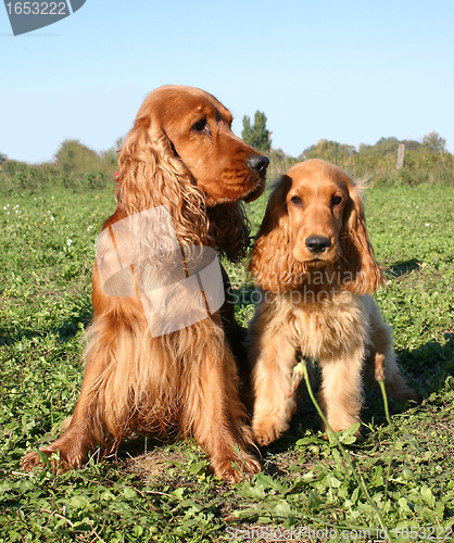 Image of two cockers