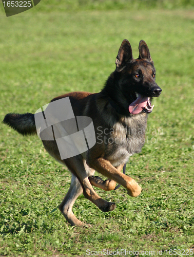 Image of malinois