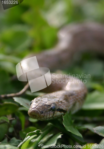 Image of Smooth snakes