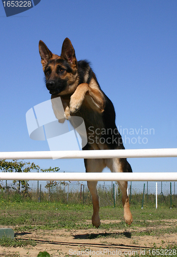 Image of jumping german shepherd