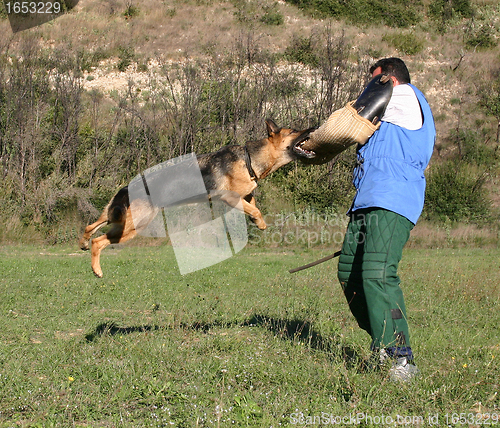 Image of german shepherd in attack