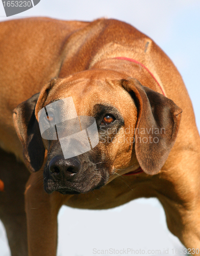 Image of  rhodesian ridgeback; 