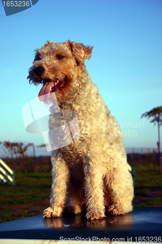 Image of fox terrier