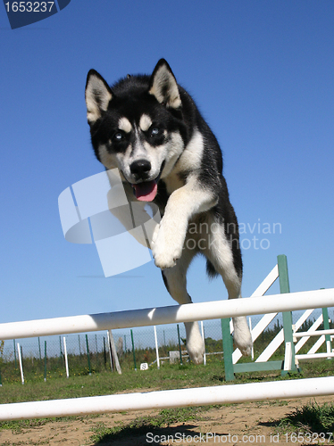 Image of jumping husky