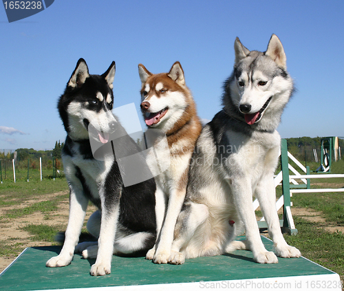 Image of huskies