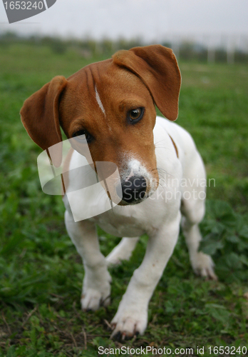 Image of puppy jack russel terrier