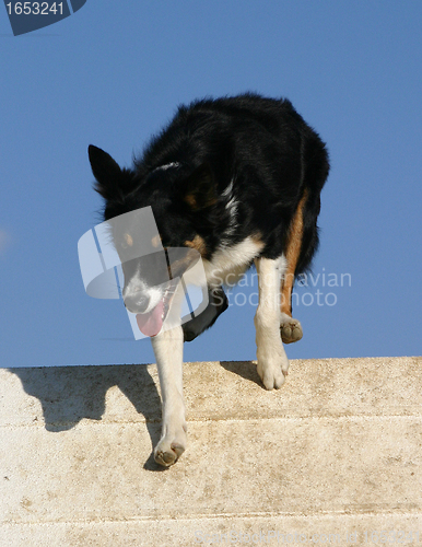 Image of border collie