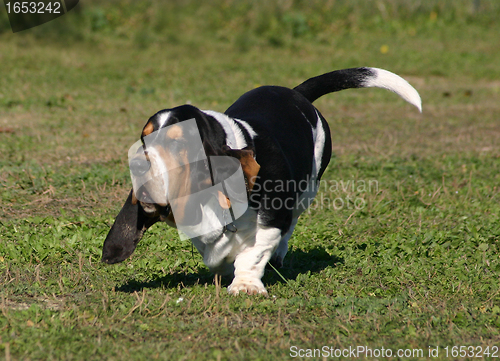 Image of basset hound