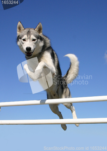 Image of jumping husky