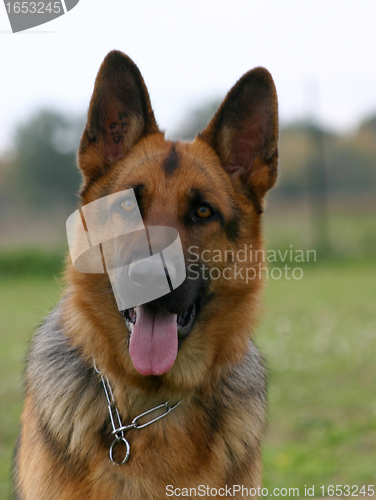 Image of german shepherd