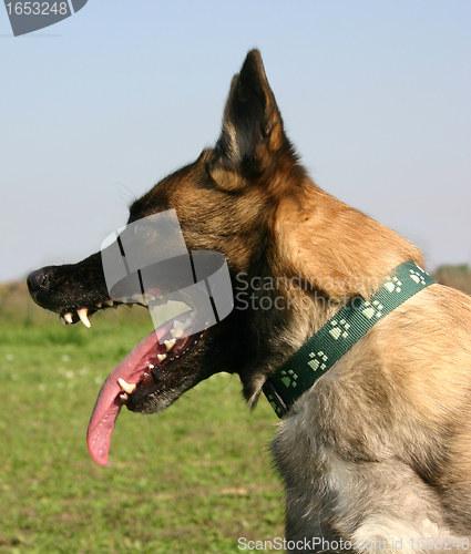 Image of biting malinois