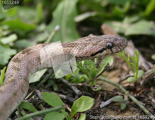 Image of Smooth snakes