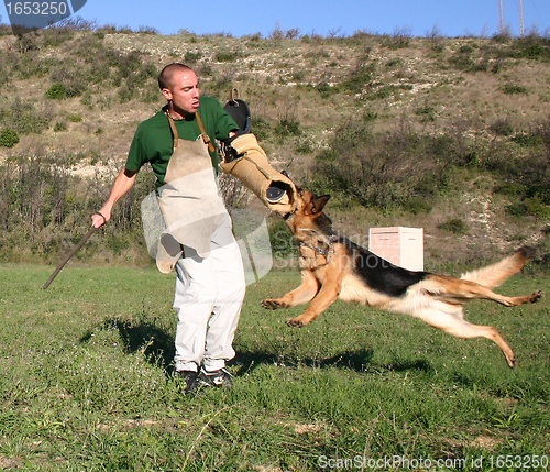 Image of german shepherd in attack