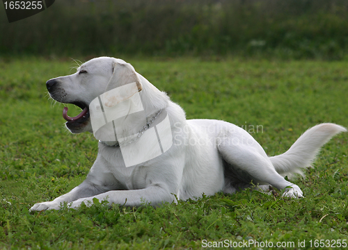 Image of labrador retriever