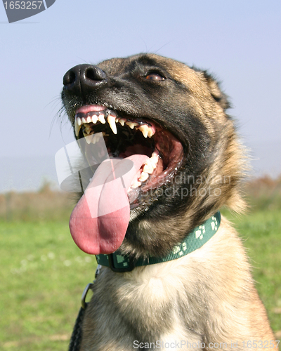 Image of biting malinois