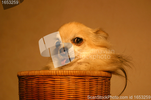 Image of chihuahua in baskett