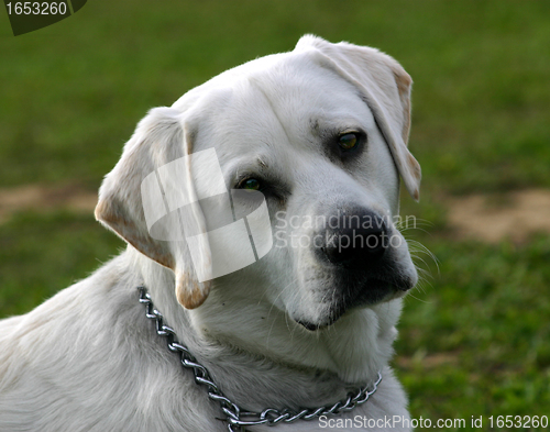 Image of labrador retriever