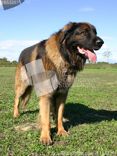 Image of leonberger