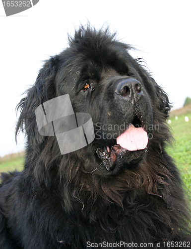 Image of newfoundland dog