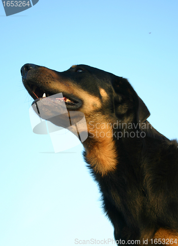 Image of french shepherd
