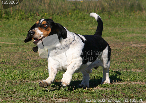 Image of basset hound