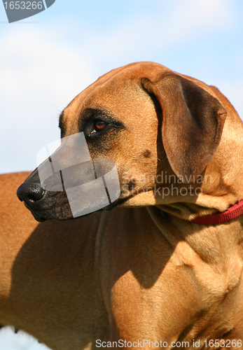 Image of  rhodesian ridgeback; 