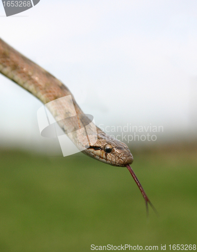 Image of Smooth snakes