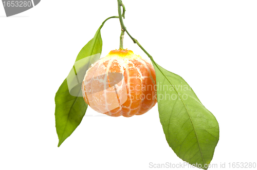 Image of In leafy peeled tangerine