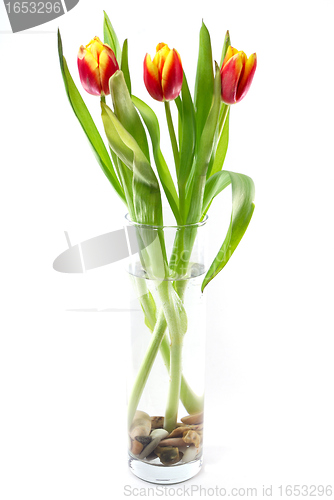 Image of Tulips on white background