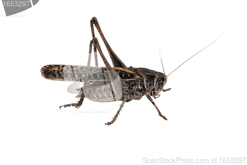 Image of Locust