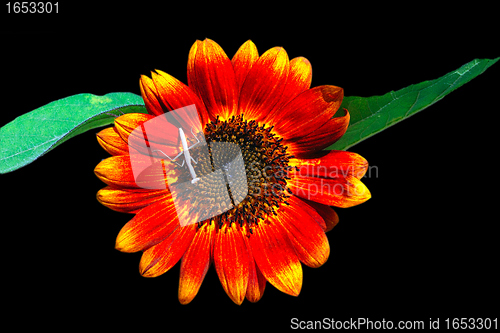 Image of Decorative sunflowers