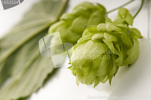 Image of Hop cone and leaves on white background 