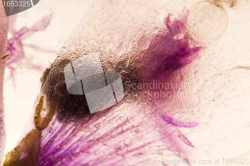 Image of Frozen flowers. blossoms in the ice cube