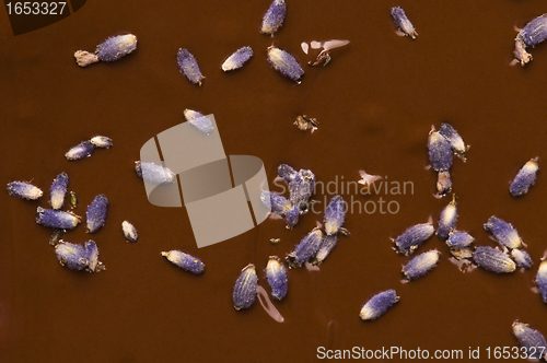 Image of Homemade chocolate with lavender flowers