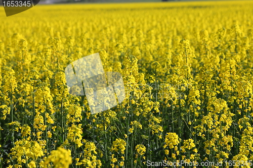 Image of Rapeseed field