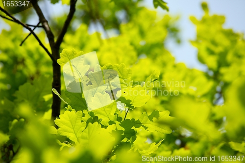 Image of Leaves