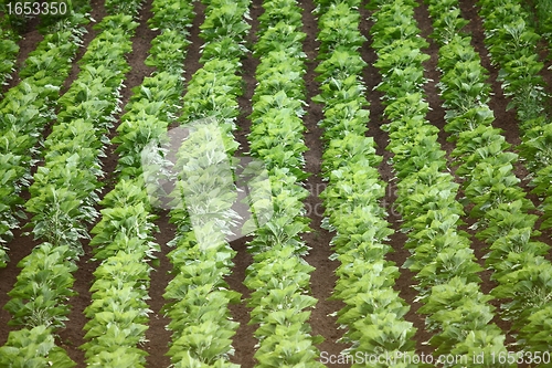 Image of Agriculture