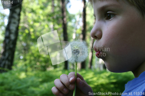 Image of summer forest