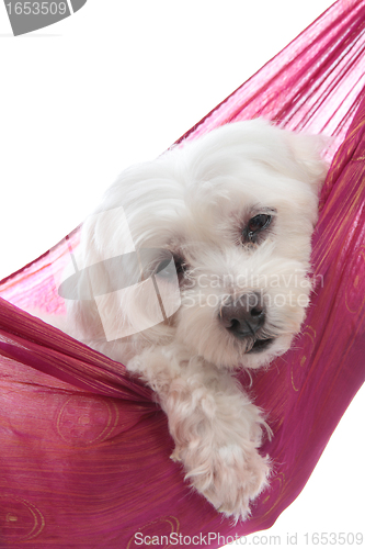 Image of Cute maltese terrier