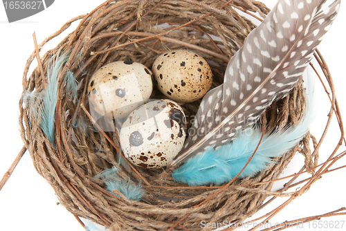 Image of quail eggs