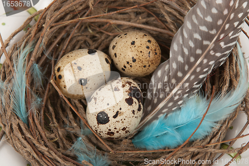 Image of quail eggs