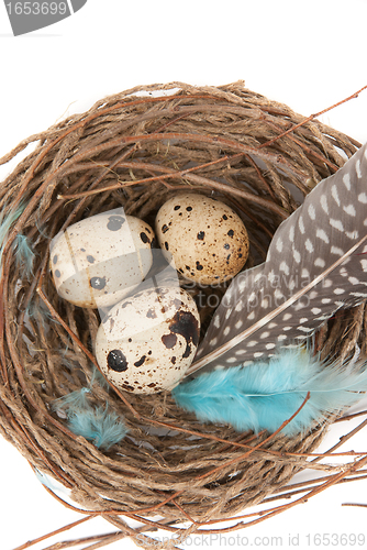 Image of quail eggs